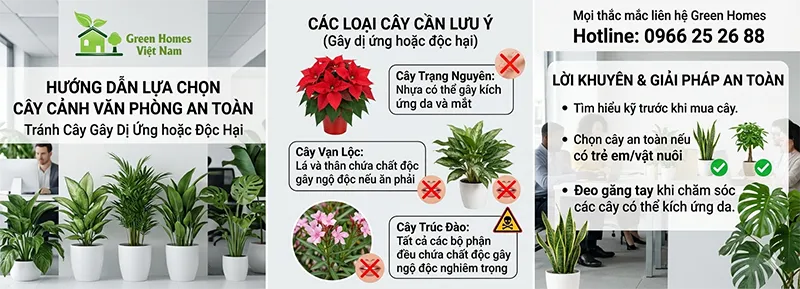 hướng dẫn lựa chọn cây cảnh văn phòng an toàn